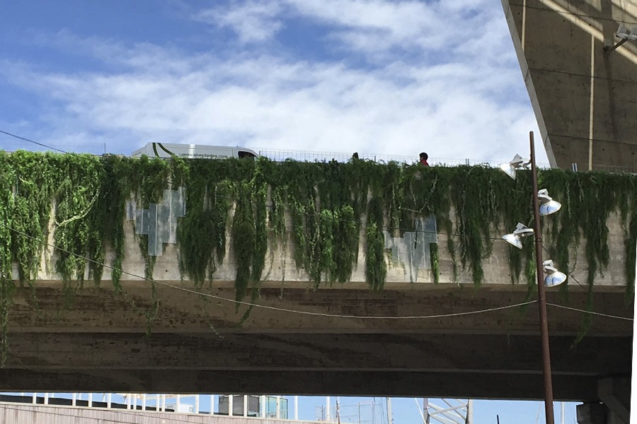 alquiler plantas naturales