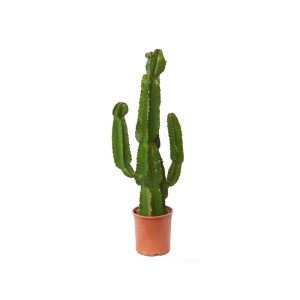 Cactus Candelabro 50cm-80cm