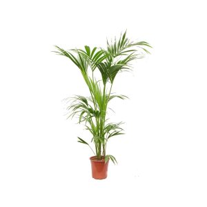 Kentia 150cm Macetero Decorativo Incluido