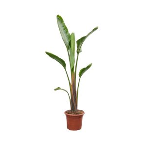 Sterlizia Augusta 150-170CM Macetero Decorativo incluido