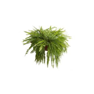 Helecho/Fern