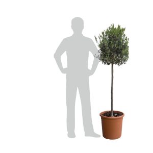 Olivo/Olive tree